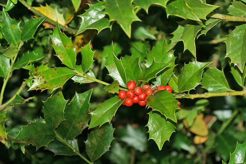 Изображение особи Ilex colchica.