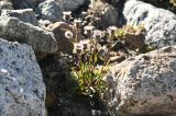 genus Erigeron