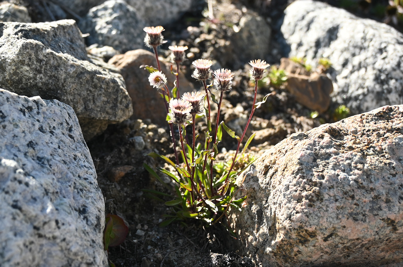 Image of genus Erigeron specimen.