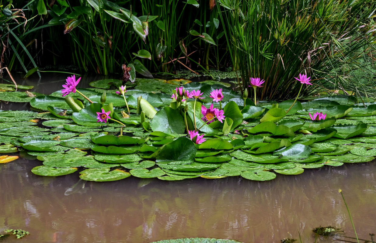 Изображение особи Nymphaea nouchali var. caerulea.