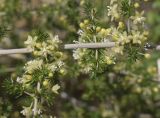 Asparagus acutifolius. Часть веточки с цветками и бутонами. Жирона, комарка Баш Эмпорда, муниципалитет Калонже, дубово-сосновый лес, обочина просёлочной дороги. 03.08.2025.