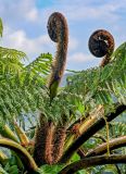 Cyathea cooperi. Разворачивающиеся вайи. Португалия, Азорские о-ва, о-в Сан-Мигел, кальдера вулкана Сети-Сидадиш, ≈ 500 м н.у.м., окраина зарослей кустарников. 14.08.2025.