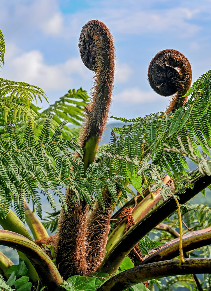 Изображение особи Cyathea cooperi.