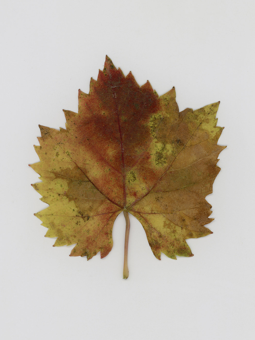 Изображение особи Vitis × bacoi.