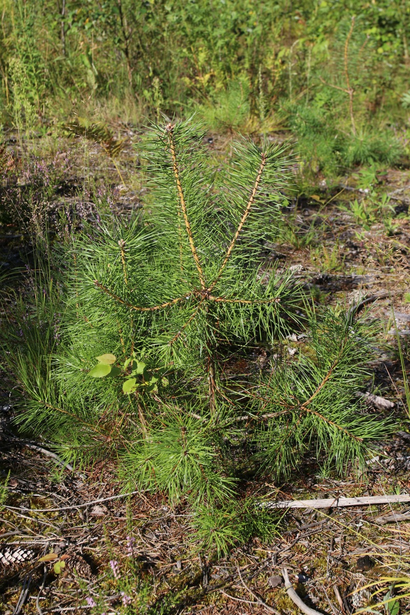 Image of Pinus sylvestris specimen.