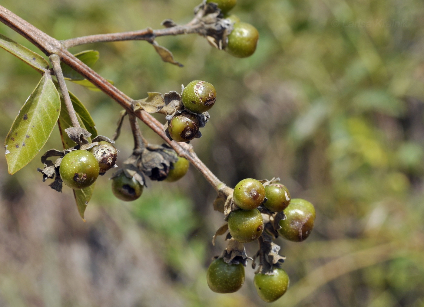 Image of Vitex pinnata specimen.