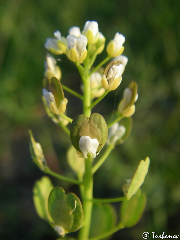 Image of Thlaspi arvense specimen.