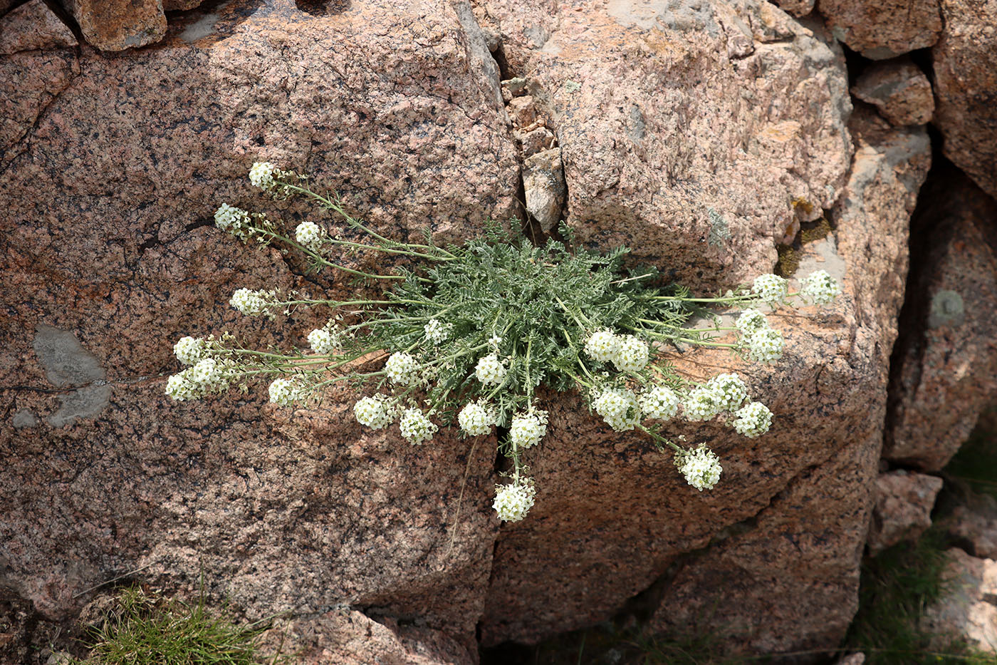 Image of Smelowskia calycina specimen.