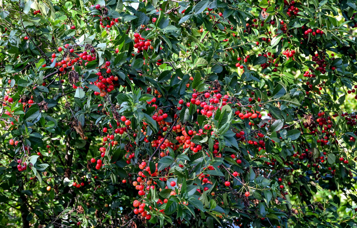 Изображение особи Cerasus vulgaris.