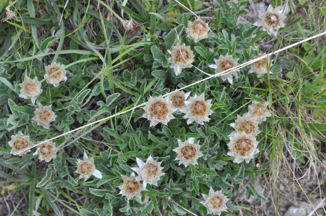 Image of Unknown species specimen.