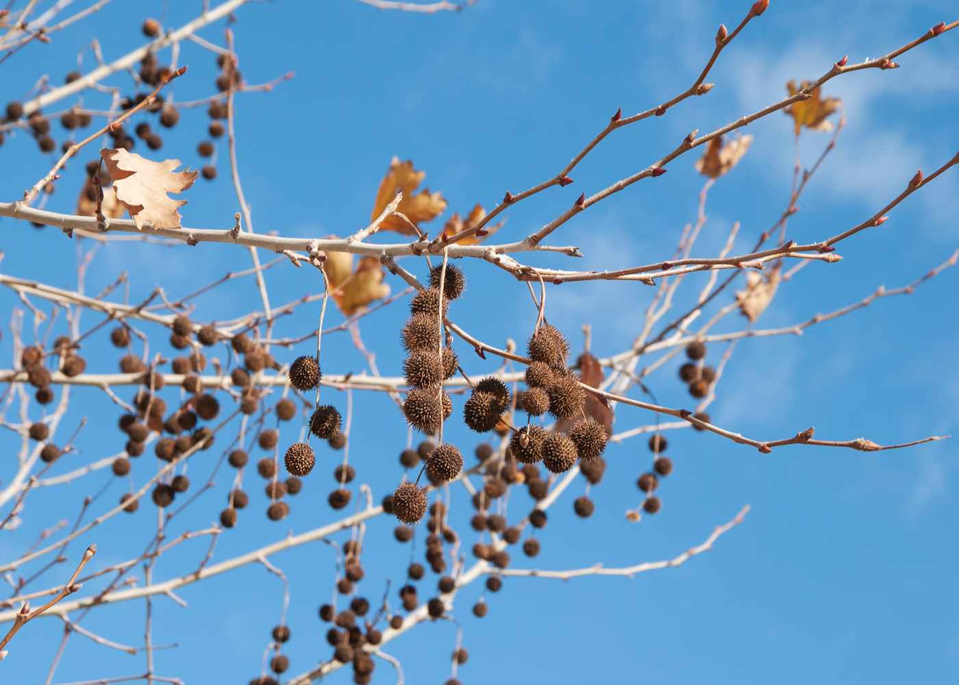 Изображение особи Platanus orientalis.
