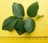 Rosa canina. Лист. Ростовская обл., Азовский р-н, с. Кугей, верховье балки. 30.05.2025.