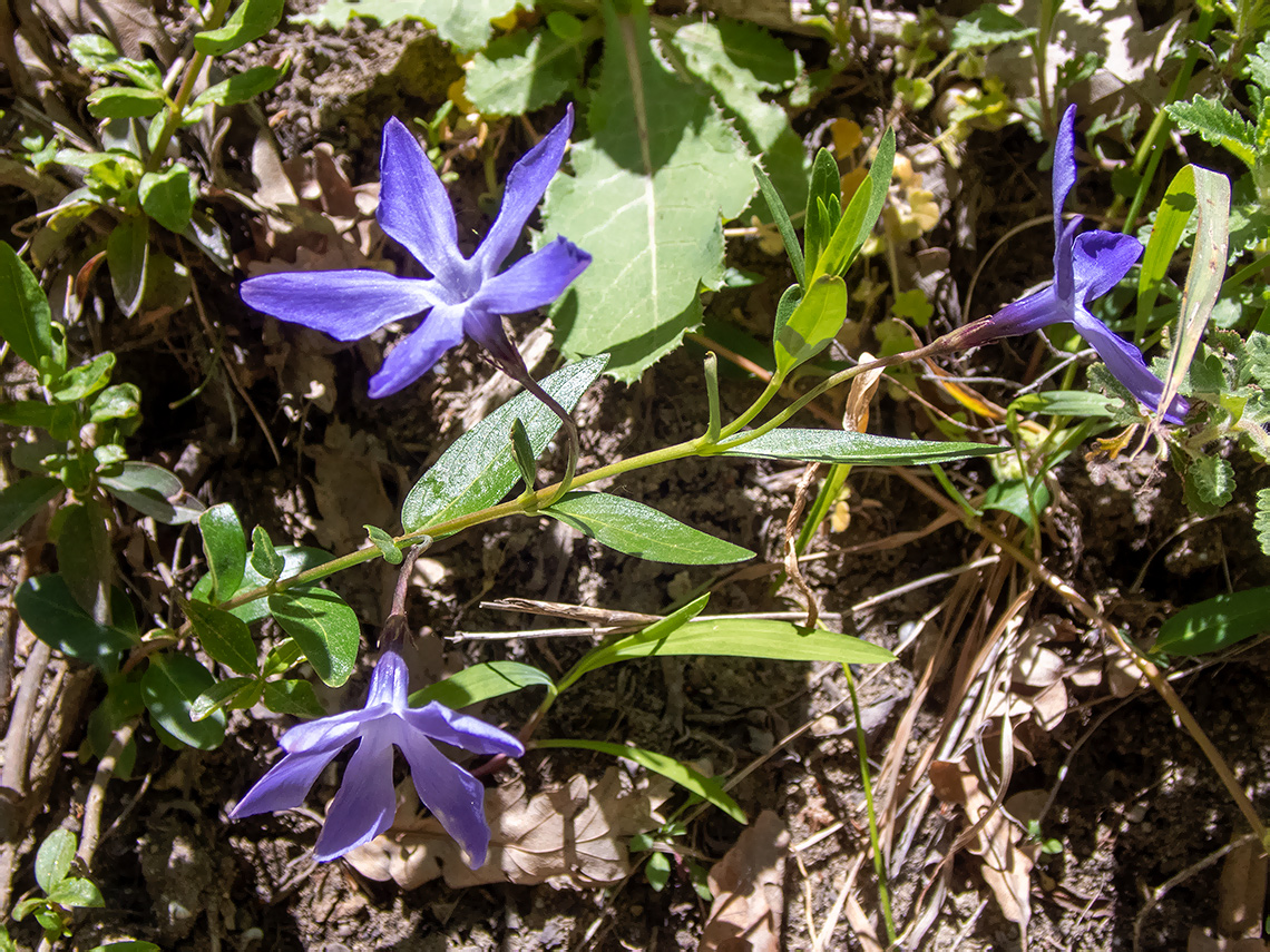 Изображение особи Vinca herbacea.