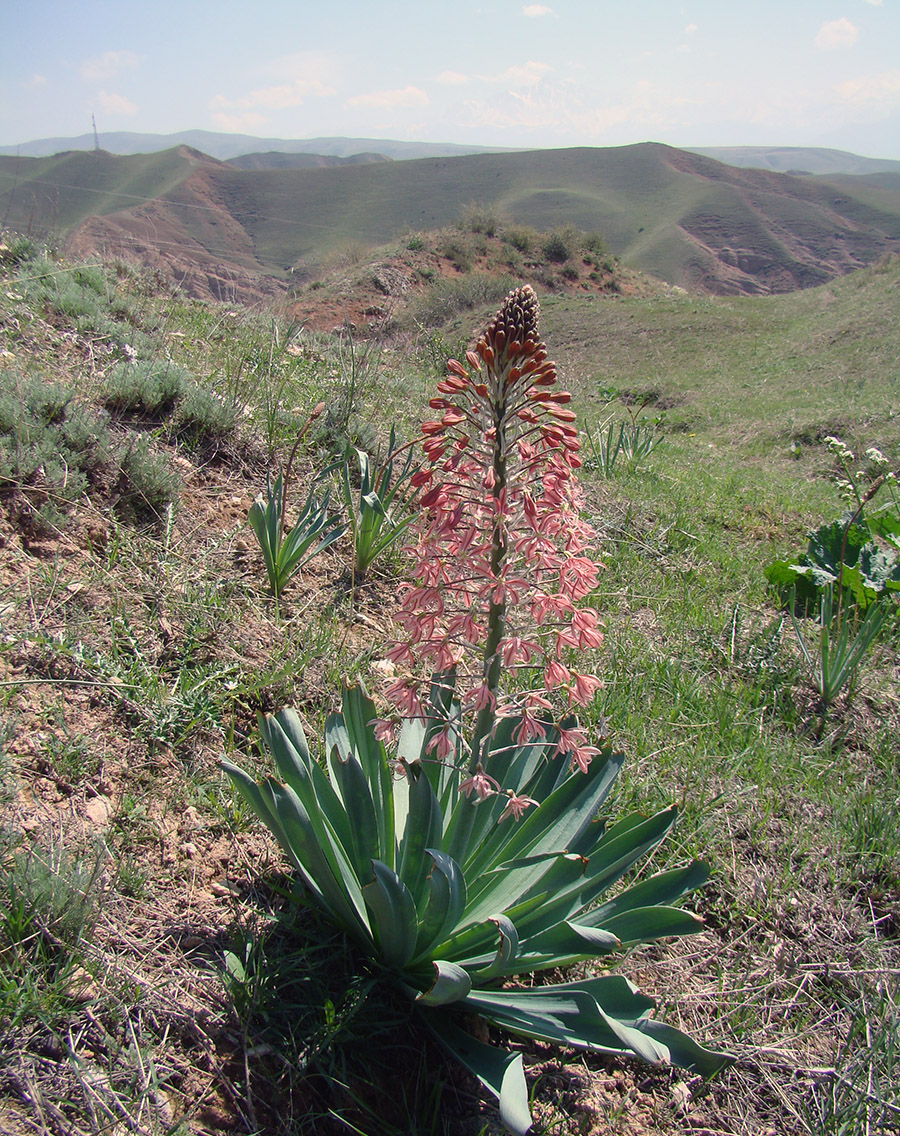 Изображение особи Eremurus alberti.