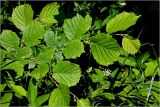 Corylus avellana. Часть ветви с молодыми листьями. Московская обл., Раменский р-н, окр. ж.-д. платформы Хрипань, просека в смешанном лесу. 04.06.2026.