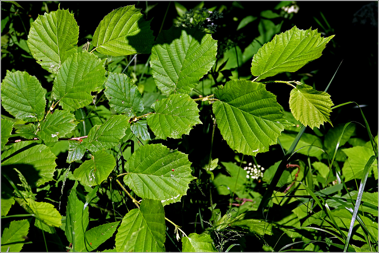Изображение особи Corylus avellana.