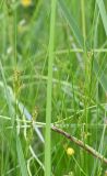 род Juncus