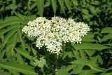 Sambucus ebulus. Соцветие. Краснодарский край, муниципальное образование город-курорт Сочи, Адлерский р-н, Кудепстинский сельский округ, окр. пос. Дубравный, Кудепстинский дендропарк, опушка широколиственного леса. 04.07.2024.