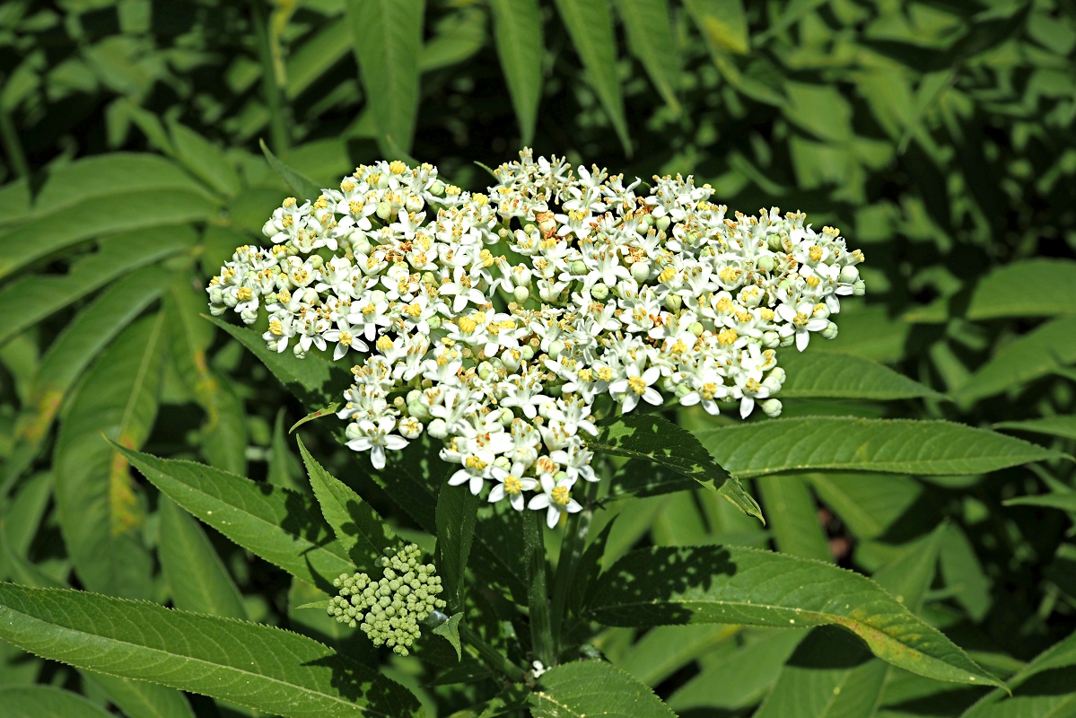 Изображение особи Sambucus ebulus.