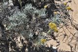Helichrysum italicum