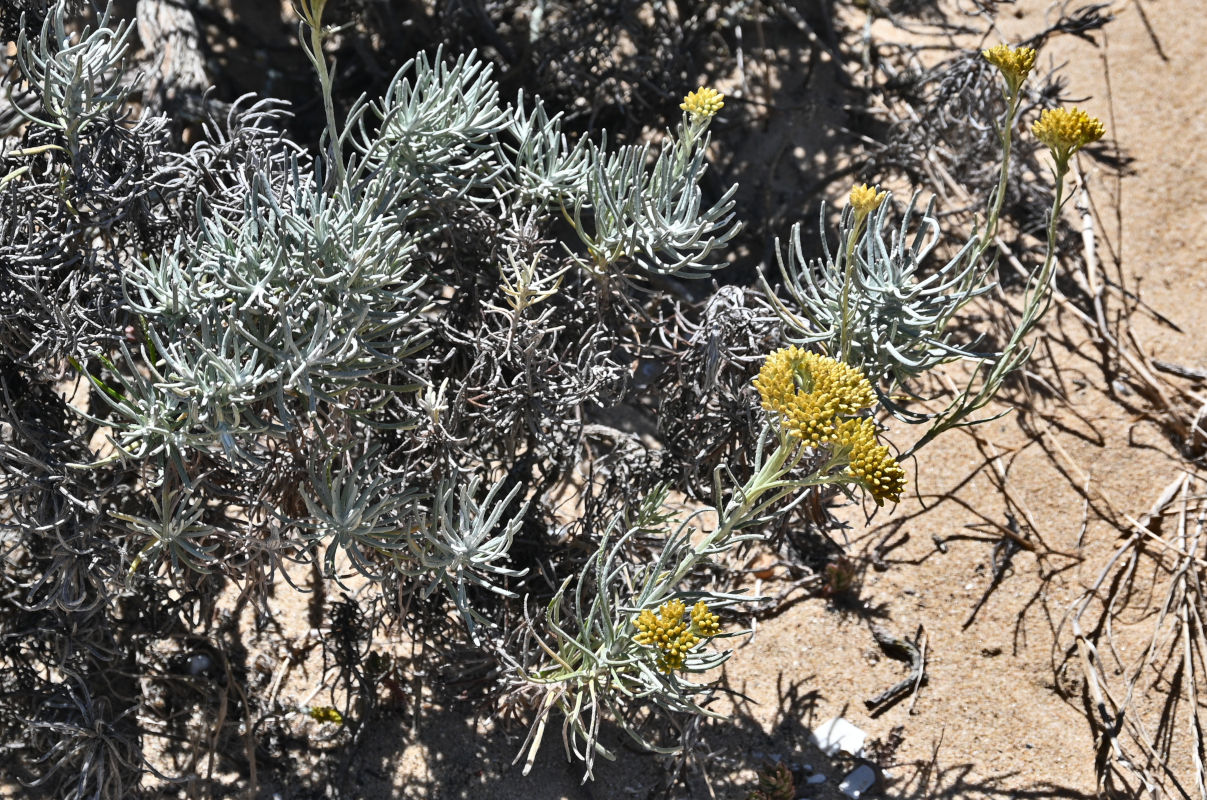 Image of Helichrysum italicum specimen.