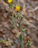 Centaurea melitensis. Верхушка побега с соцветием. Португалия, о-в Мадейра, мыс Сан-Лоренцо, сухой склон. 12.06.2026.