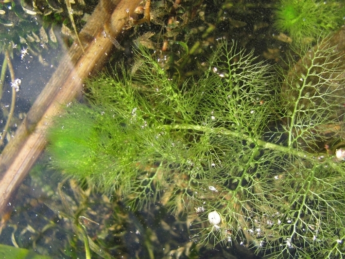 Image of Utricularia australis specimen.