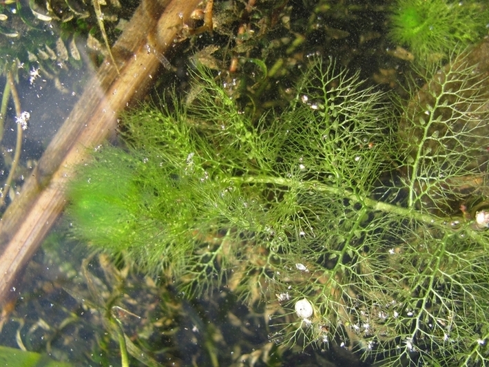 Изображение особи Utricularia australis.