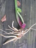 unknown species. Корень первого года. Дудник лесной? Сухой луг в Чеховском р-не Московской обл. Июль 2026 г.