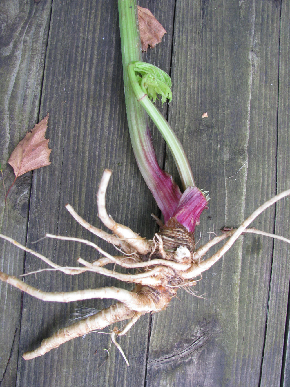 Image of Unknown species specimen.