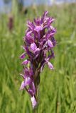 Dactylorhiza umbrosa