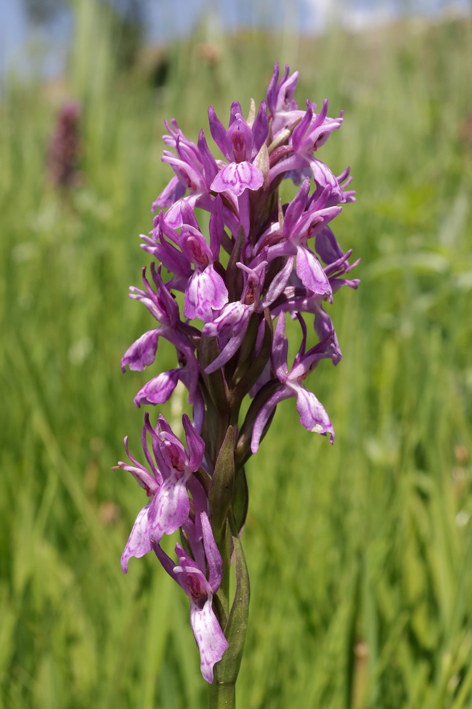 Image of Dactylorhiza umbrosa specimen.