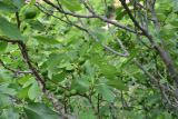 Ficus carica