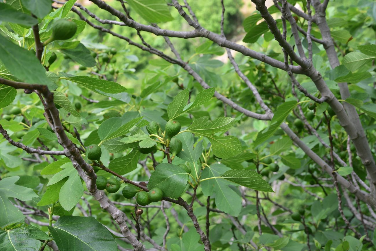 Image of Ficus carica specimen.