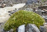 Minuartia imbricata