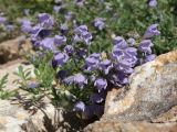 Dracocephalum bipinnatum. Верхушки побегов с соцветиями. Таджикистан, Горно-Бадахшанская автономная обл., Ишкашимский р-н, окр. кишлака Гармчашма, дол. р. Гармчашма, ≈ 2600 м н.у.м., каменистая осыпь. 2 июля 2026 г.