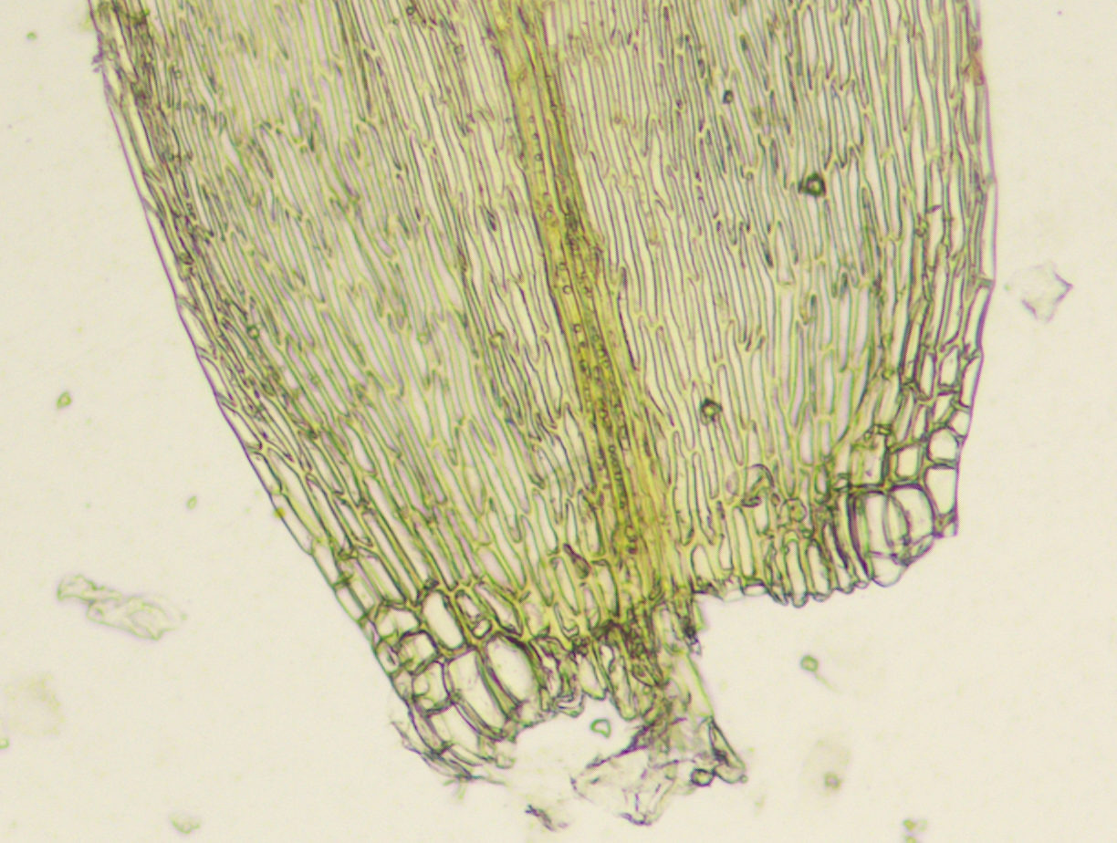 Изображение особи Straminergon stramineum.