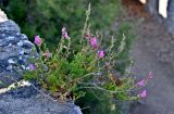 Antirrhinum linkianum