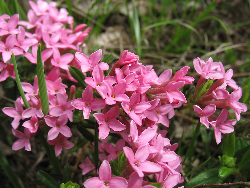 Image of Daphne cneorum specimen.