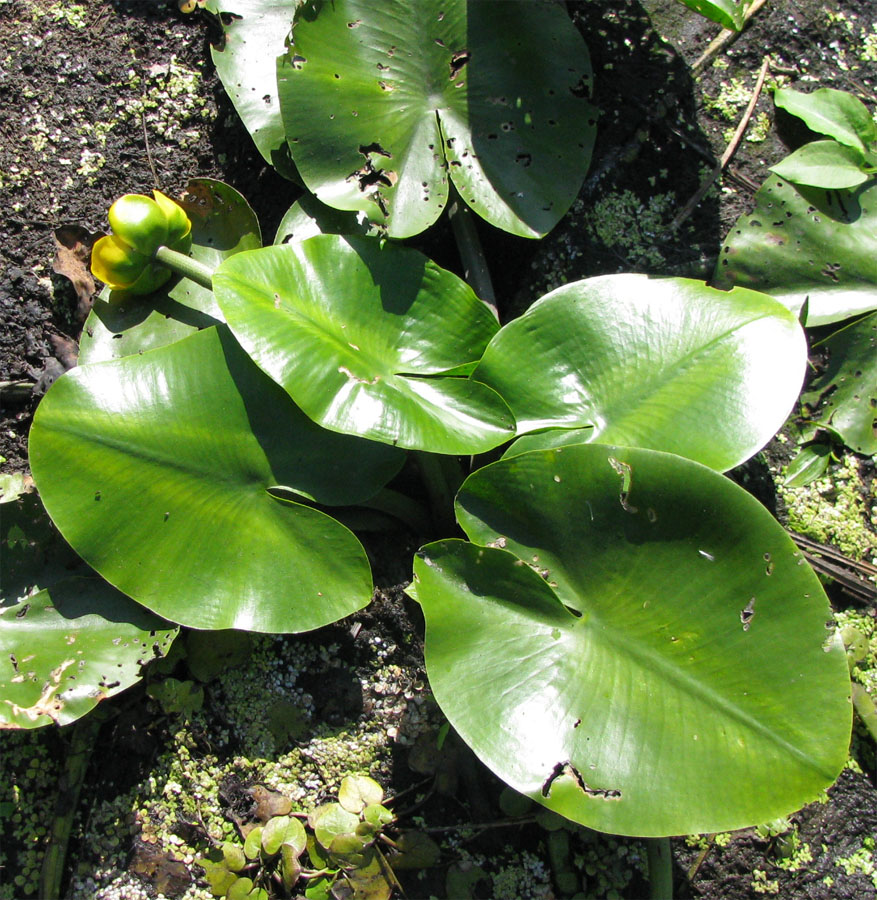 Image of Nuphar &times; spenneriana specimen.