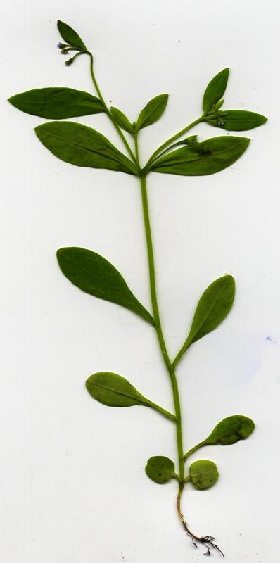 Image of Myosotis sparsiflora specimen.