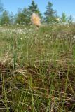 Eriophorum russeolum