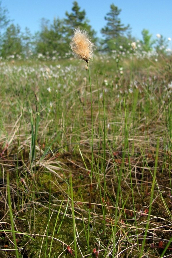 Изображение особи Eriophorum russeolum.