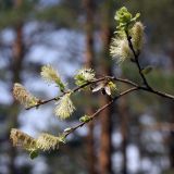 Salix aurita. Веточка с мужскими соцветиями и распускающимися листьями. Ленинградская обл., окр. пос. Дубочки, сосняк на песчаной гряде. 22.05.2011.