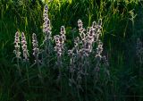 Stachys germanica