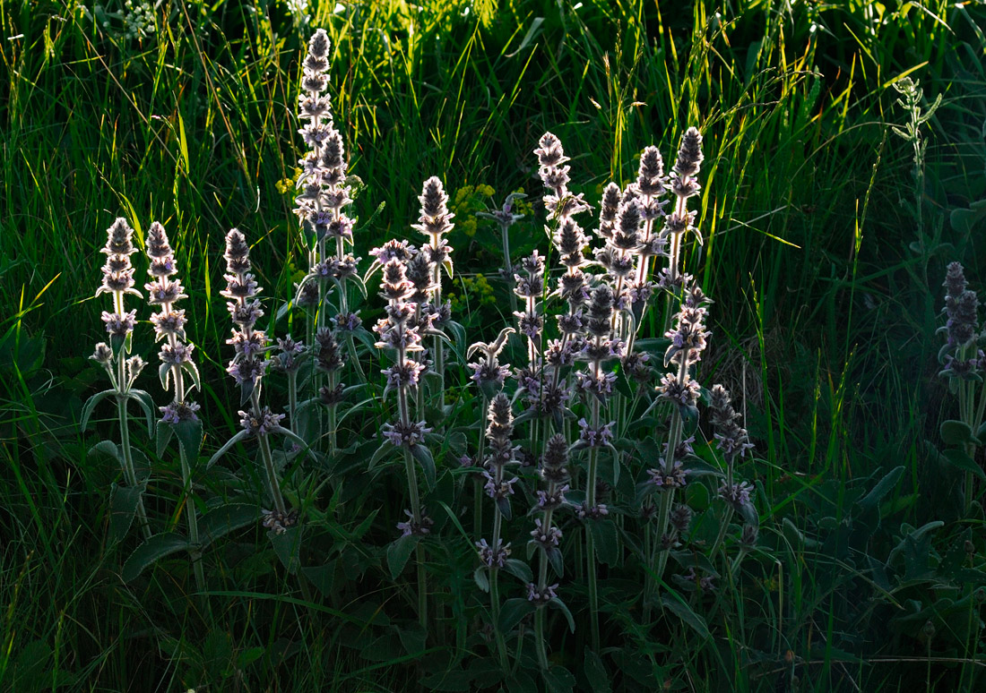 Изображение особи Stachys germanica.