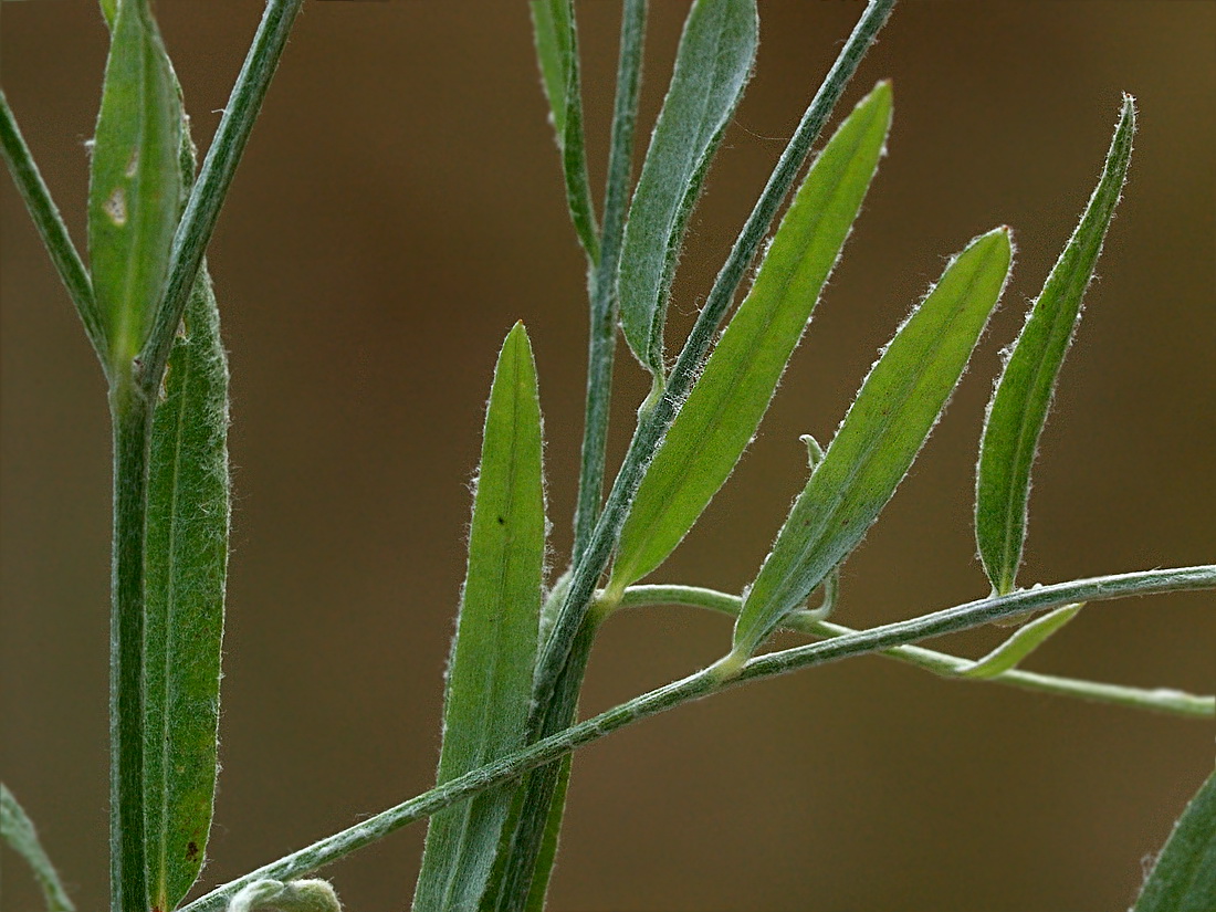 Image of Xeranthemum cylindraceum specimen.