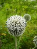 Echinops sphaerocephalus. Соцветие. Новосибирская обл., г. Новосибирск, дендропарк. 24 июля 2011 г.