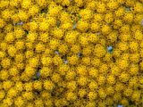 Achillea filipendulina. Часть общего соцветия (культивар). Московская обл., Раменский р-н, окр. дер. Хрипань, дачный участок. 21.08.2004.