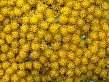 Achillea filipendulina